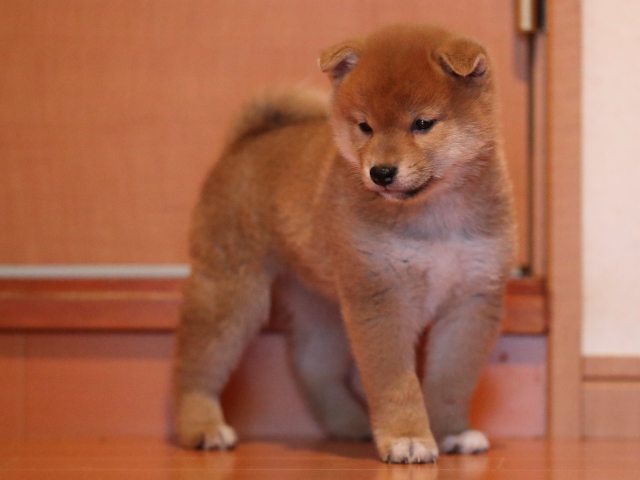 AI5I2400-puppy AI5I2400-puppy