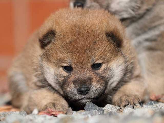 AI5I2403-puppy AI5I2403-puppy