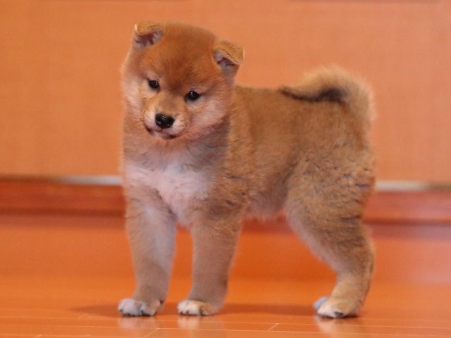 AI5I2414-puppy AI5I2414-puppy