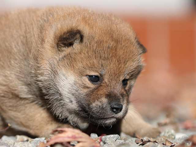 AI5I2418-puppy AI5I2418-puppy