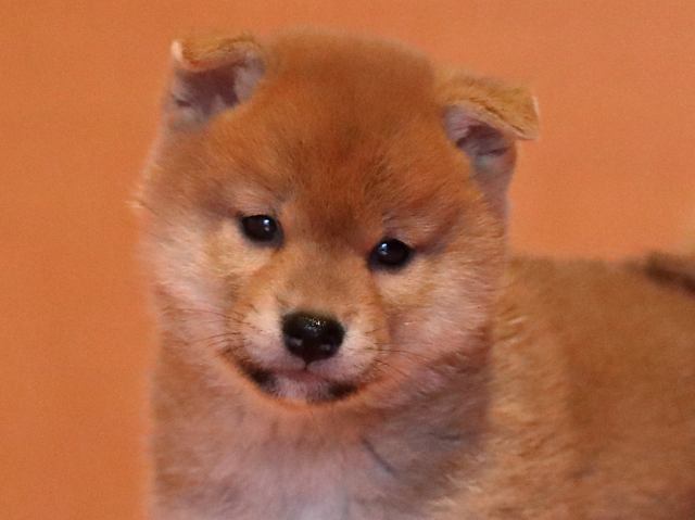 AI5I2420-puppy AI5I2420-puppy