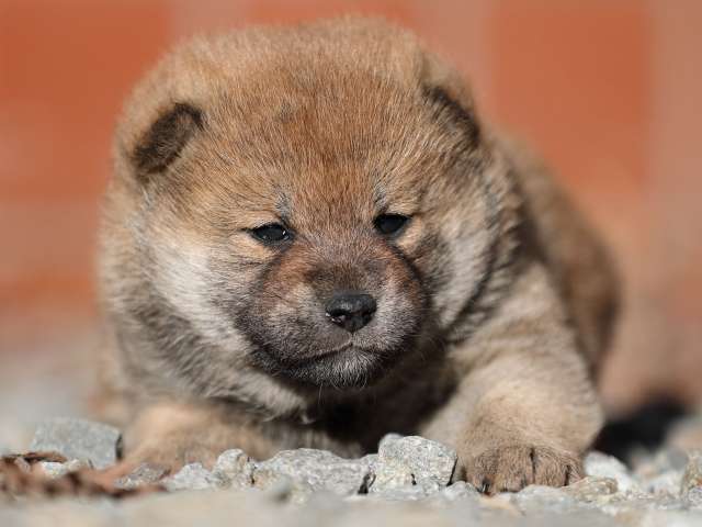 AI5I2448-puppy AI5I2448-puppy