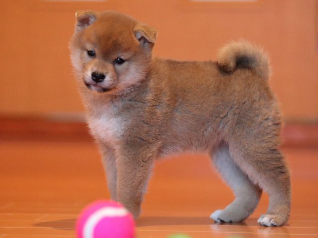 AI5I2452-puppy AI5I2452-puppy