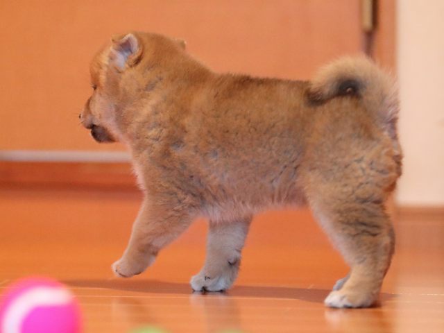 AI5I2458-puppy AI5I2458-puppy