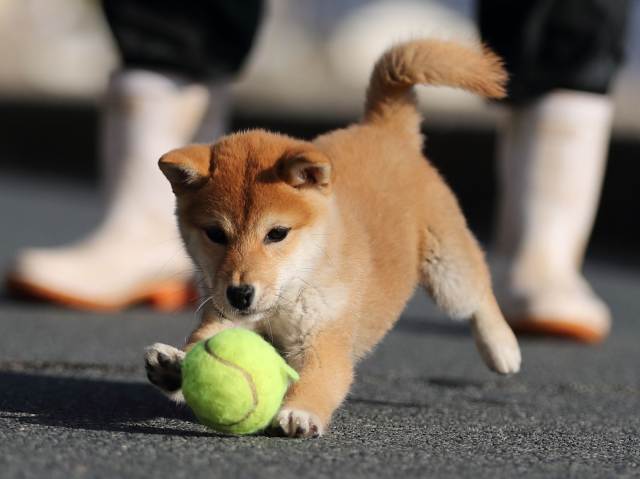 AI5I3110-puppy AI5I3110-puppy