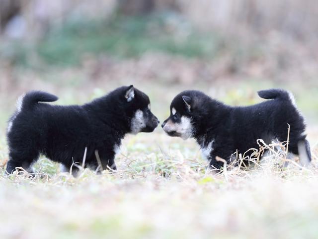 AI5I3167-puppy AI5I3167-puppy