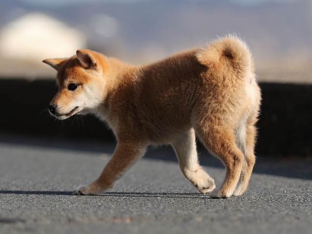 AI5I3172-puppy AI5I3172-puppy