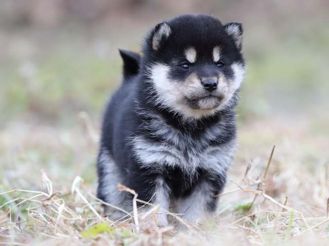 AI5I3196-puppy AI5I3196-puppy