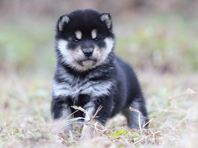 AI5I3212-puppy AI5I3212-puppy