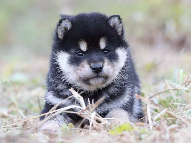 AI5I3214-puppy AI5I3214-puppy