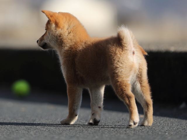 AI5I3283-puppy AI5I3283-puppy