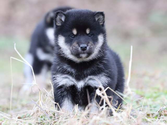 AI5I3287-puppy AI5I3287-puppy