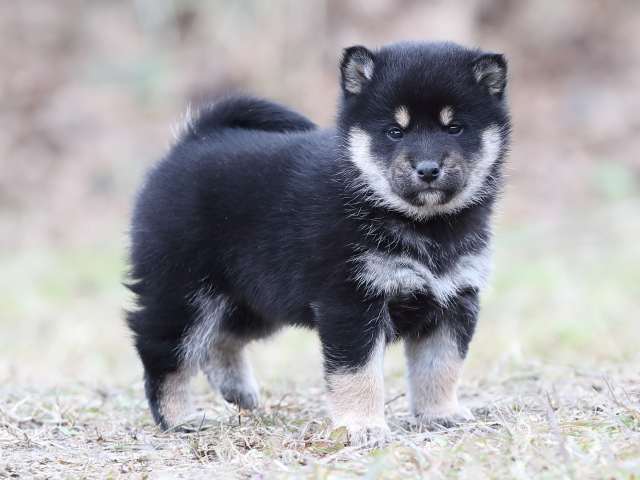 AI5I3302-puppy AI5I3302-puppy