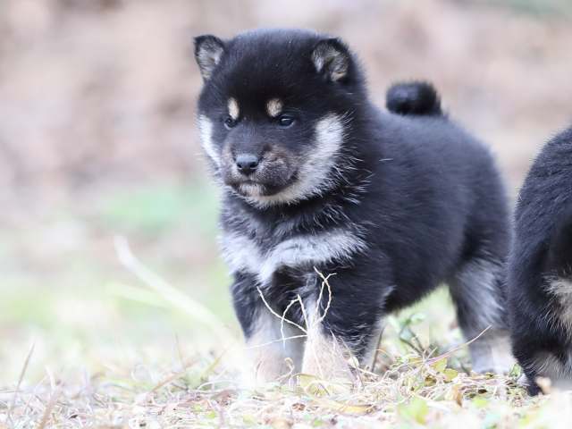 AI5I3342-puppy AI5I3342-puppy