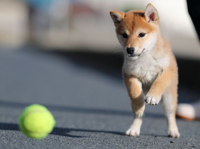 AI5I3364-puppy AI5I3364-puppy