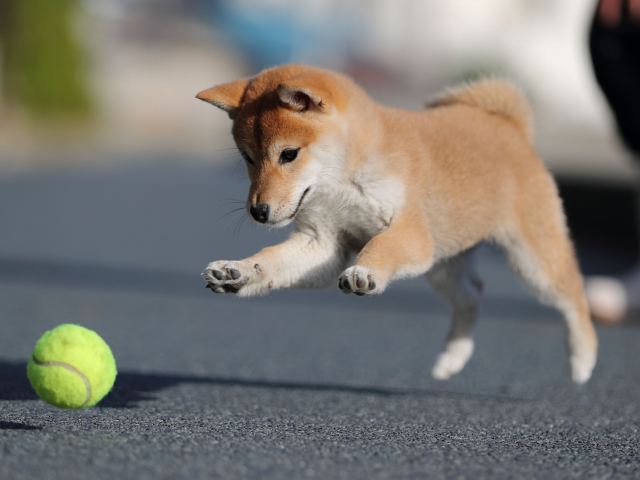 AI5I3369-puppy AI5I3369-puppy
