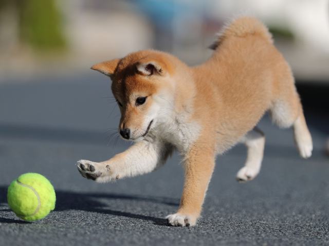 AI5I3370-puppy AI5I3370-puppy