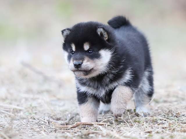 AI5I3386-puppy AI5I3386-puppy