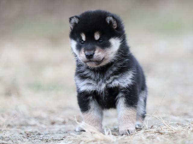 AI5I3405-puppy AI5I3405-puppy