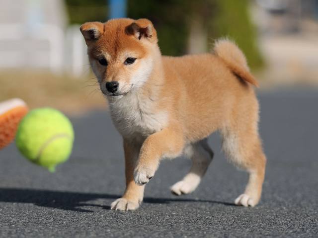 AI5I3412-puppy AI5I3412-puppy