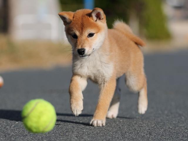 AI5I3414-puppy AI5I3414-puppy