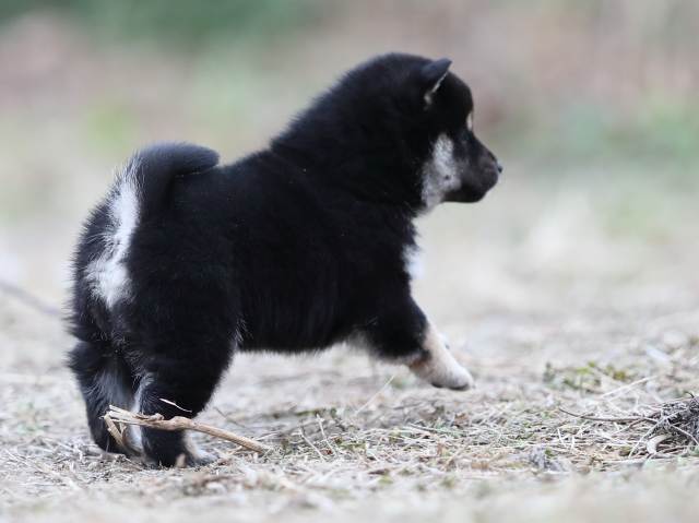 AI5I3456-puppy AI5I3456-puppy