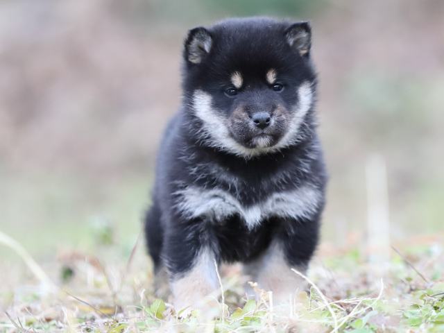 AI5I3499-puppy AI5I3499-puppy