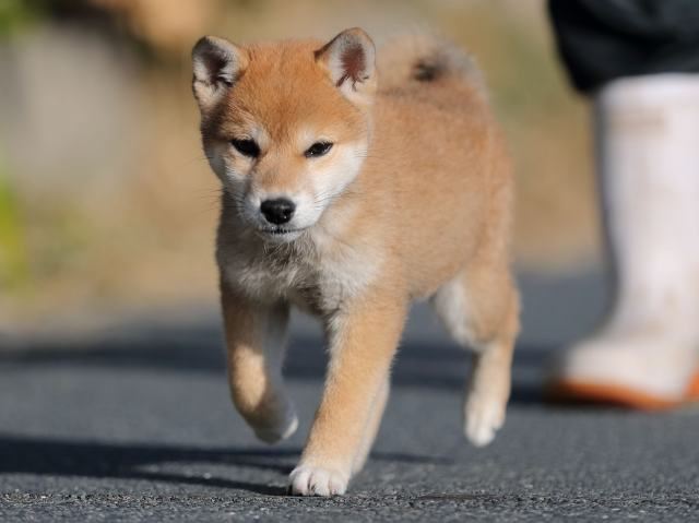 AI5I3514-puppy-puppy AI5I3514-puppy-puppy