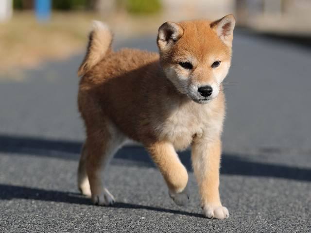AI5I3540-puppy-puppy AI5I3540-puppy-puppy