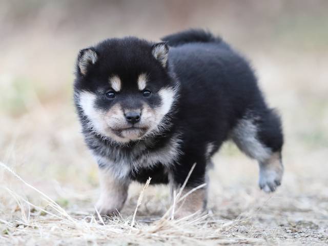 AI5I3578-puppy AI5I3578-puppy