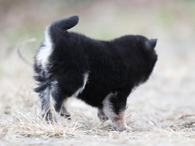 AI5I3589-puppy AI5I3589-puppy