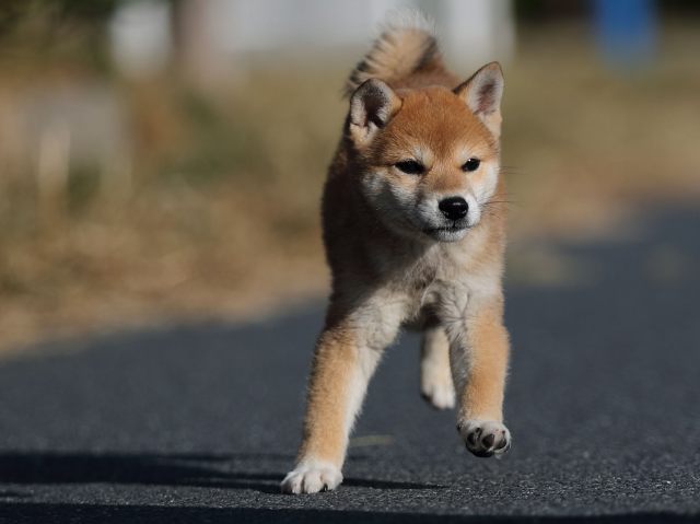 AI5I3602-puppy-puppy AI5I3602-puppy-puppy