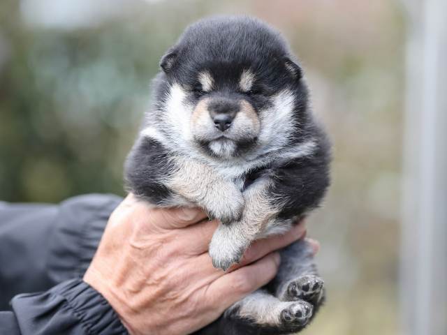 AI5I3633-puppy AI5I3633-puppy