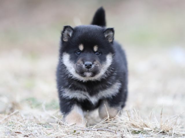 AI5I3688-puppy AI5I3688-puppy