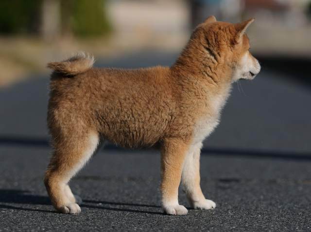 AI5I3712-puppy-puppy AI5I3712-puppy-puppy