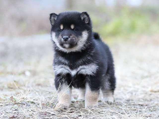 AI5I3741-puppy AI5I3741-puppy