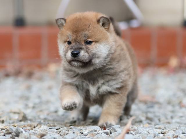 AI5I3753-puppy AI5I3753-puppy