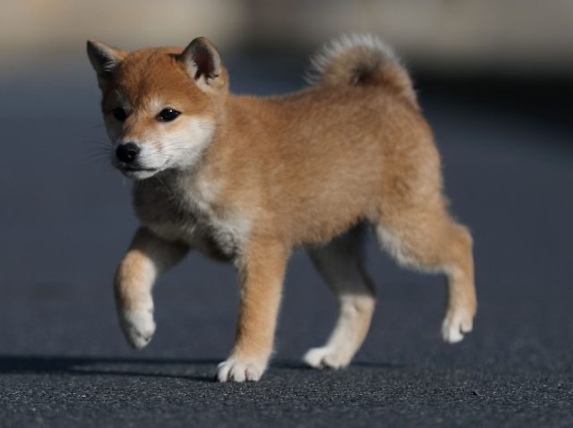 AI5I3771-puppy-puppy AI5I3771-puppy-puppy