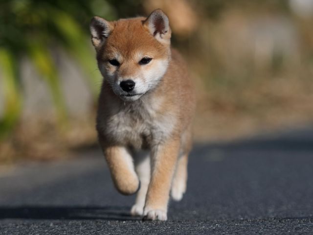 AI5I3797-puppy-puppy AI5I3797-puppy-puppy