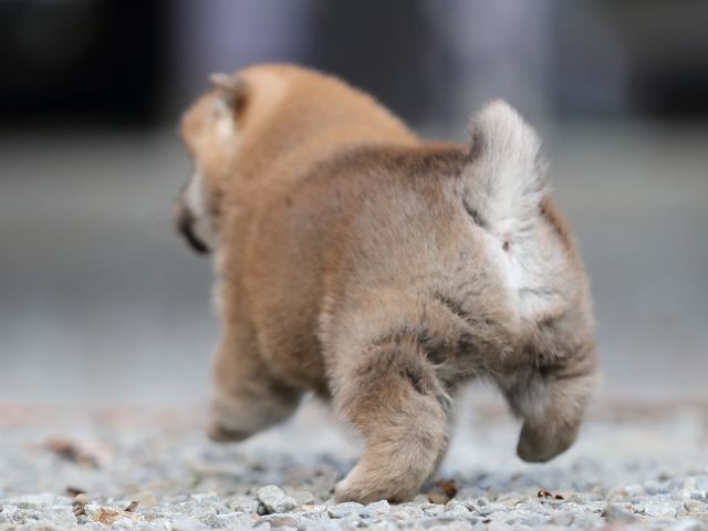 AI5I3819-puppy AI5I3819-puppy