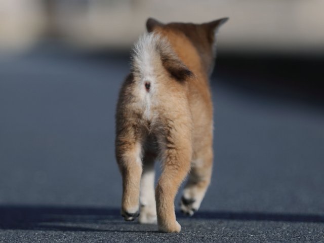 AI5I3830-puppy-puppy AI5I3830-puppy-puppy