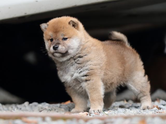 AI5I3837-puppy AI5I3837-puppy