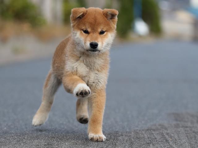 AI5I3849-puppy AI5I3849-puppy