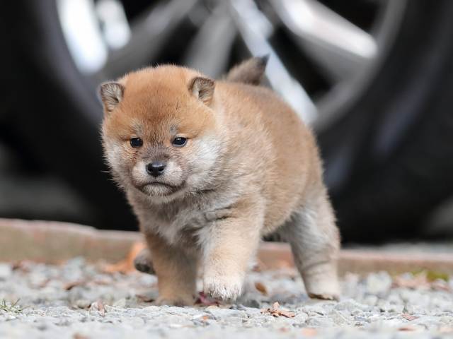 AI5I3863-puppy AI5I3863-puppy