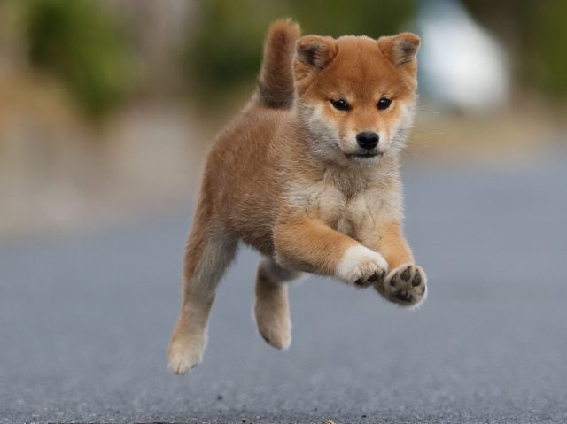 AI5I3887-puppy AI5I3887-puppy