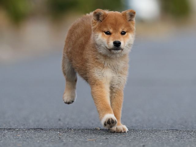 AI5I3888-puppy AI5I3888-puppy