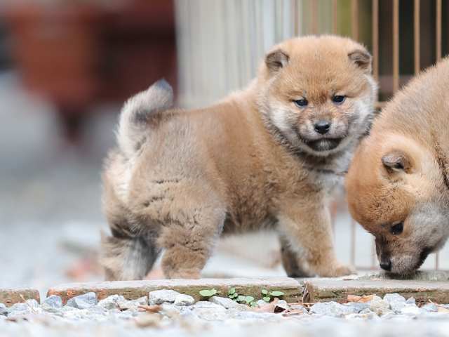 AI5I3909-puppy AI5I3909-puppy