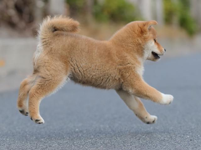 AI5I3935-puppy AI5I3935-puppy