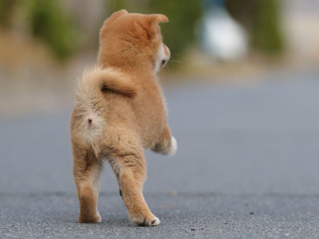 AI5I3944-puppy AI5I3944-puppy