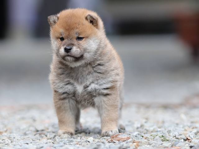 AI5I3949-puppy AI5I3949-puppy